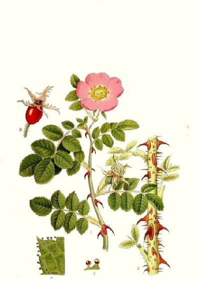 Los 6 beneficios del Aceite de Rosa de Mosqueta para tu piel